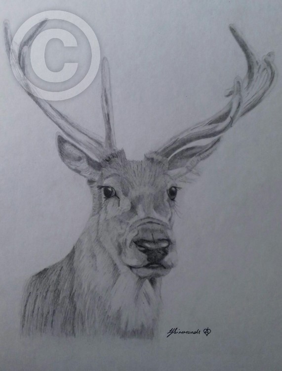 Stag