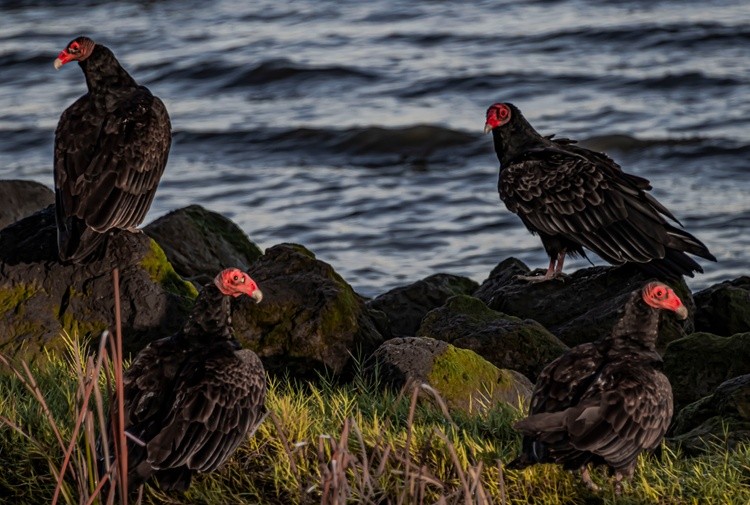 Turkey Vultures waiting for Breakfast - October 14 2024