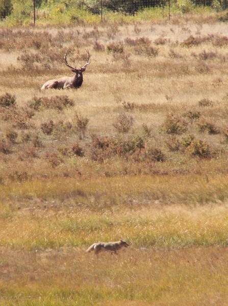 Elk and Coyote