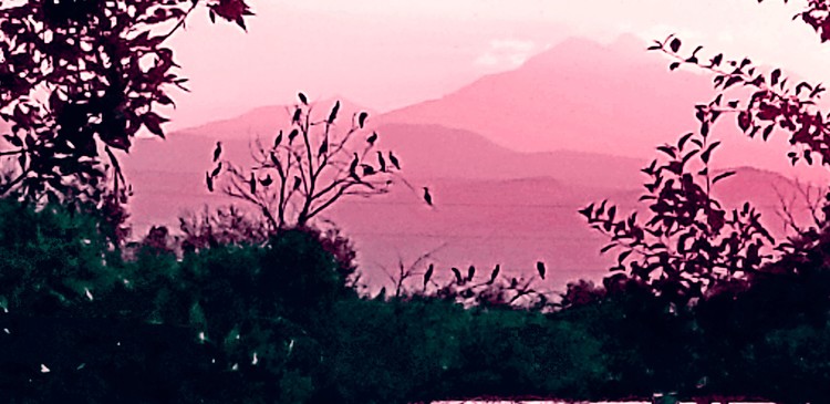 A murder in pink