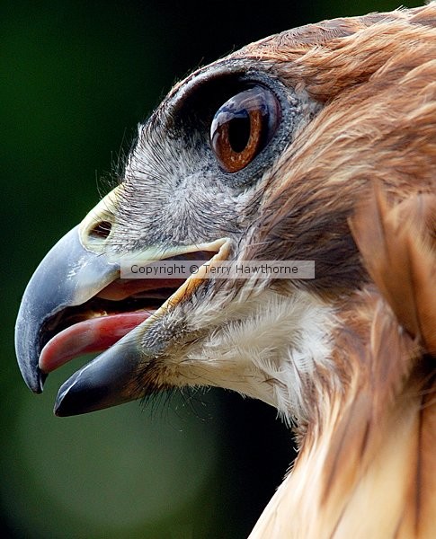Majestic