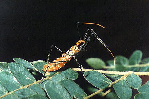 Bug