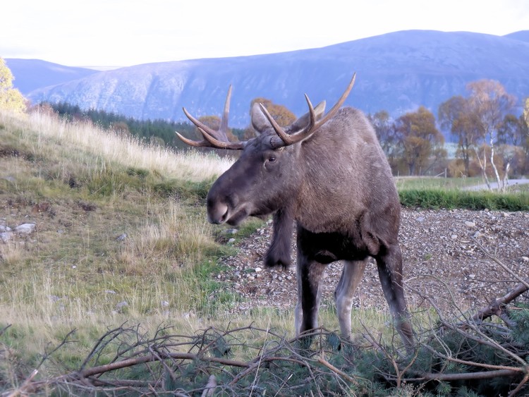 Eurasian Elk