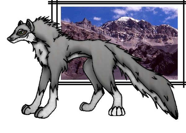 A Wolf on a lame background...