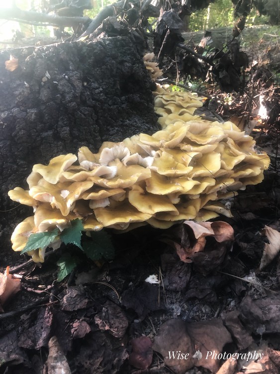Ring of Shrooms