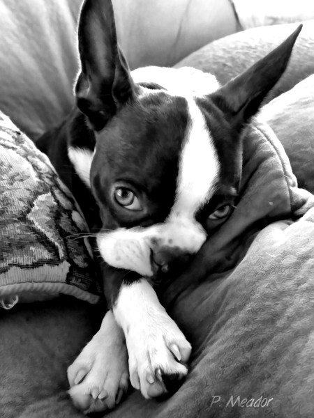Wistful