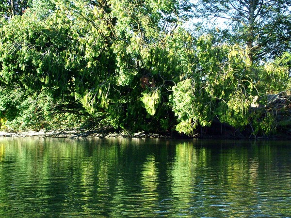 WHERE FISH PLAY