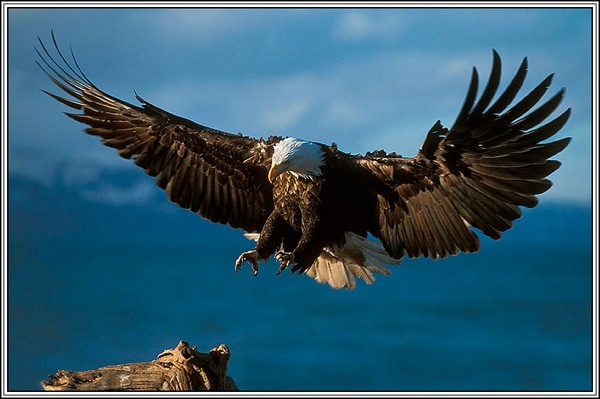 Flight-727-Approaches