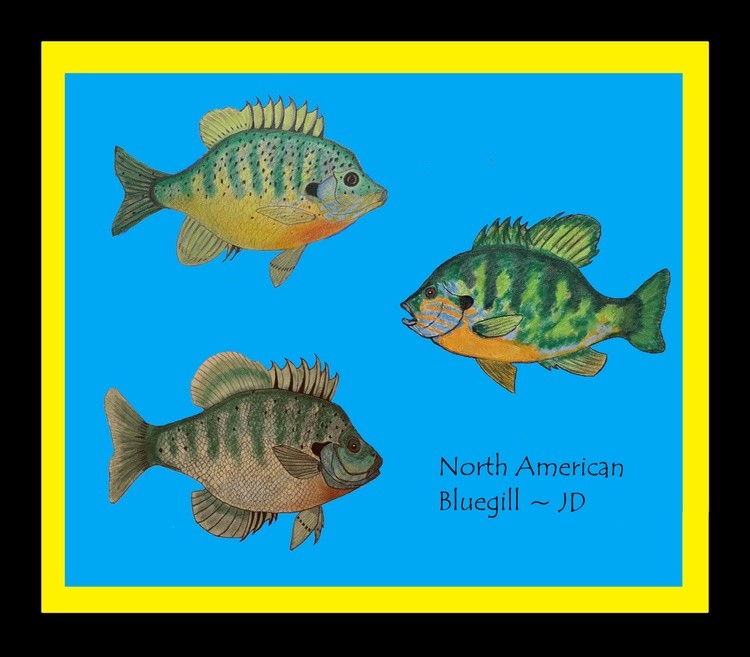 Three Fish 3D
