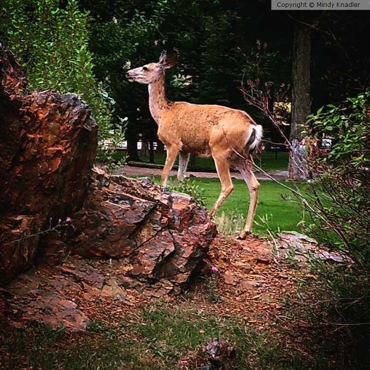 Deer on the Rocks
