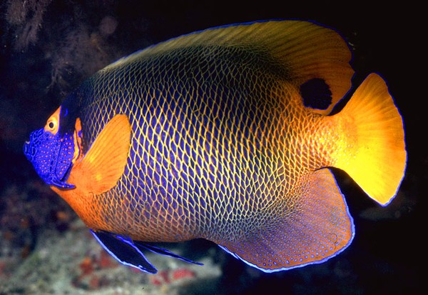 Yellow Mask Angelfish