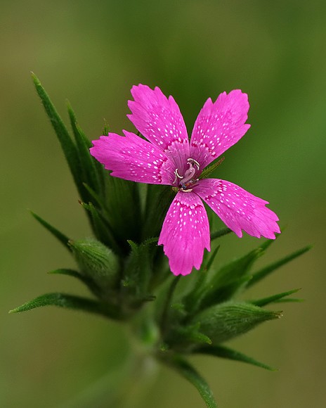 A Small Wonder