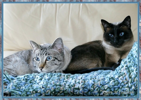 Simba & Kimba