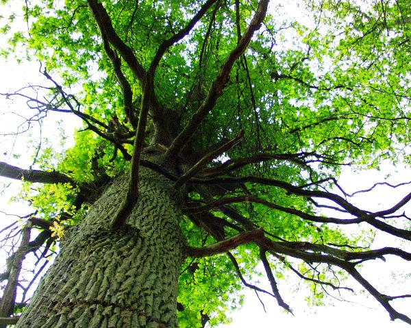 The snake tree