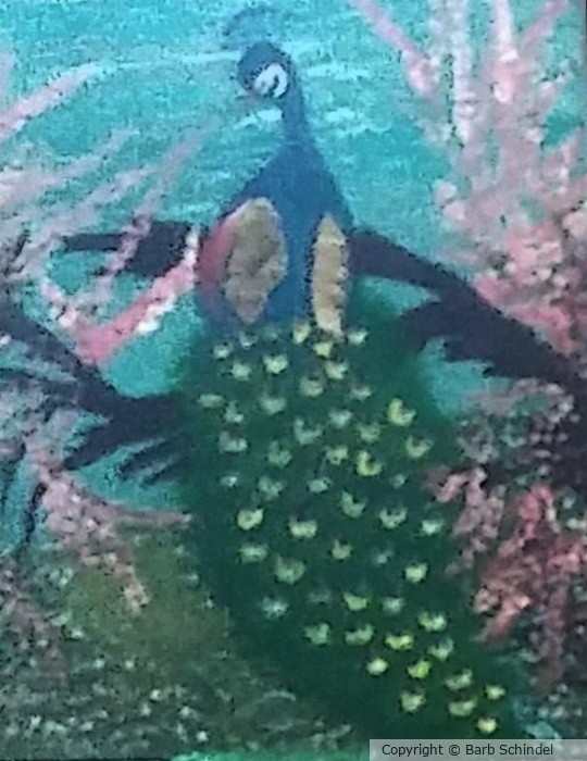 Prissy Peacock