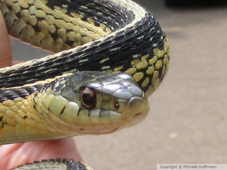 Snake