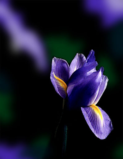 Iris Shadows