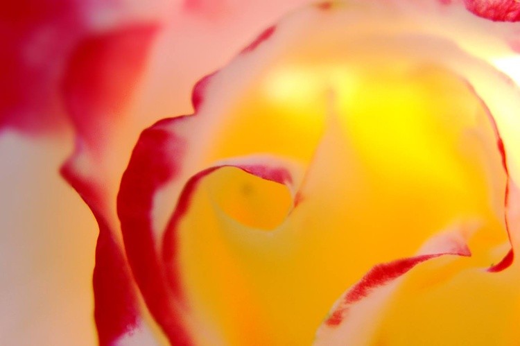 Translucent Flowerscape Eleven