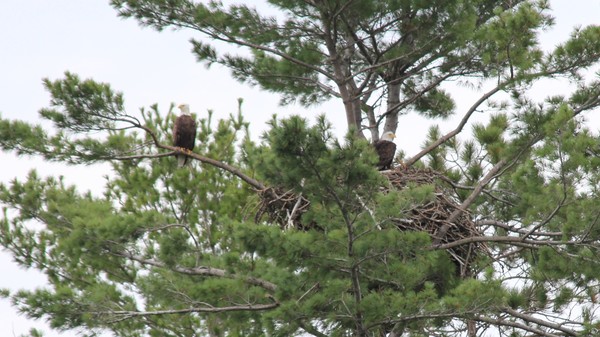 Guarding the Nest