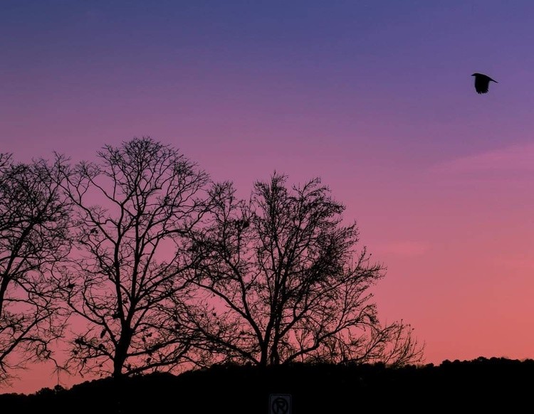 The Hawk at Dawn 