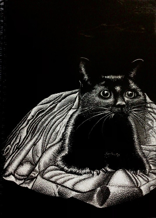 Cat in a Blanket
