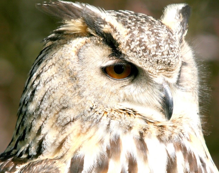 Owl (2)