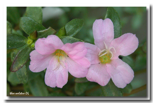 Pink beauty in my garden