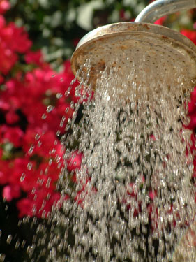 Shower Head