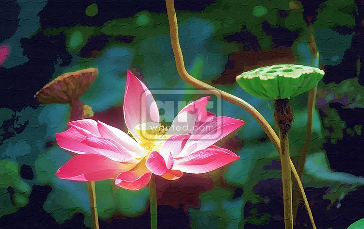 Pink Lotus