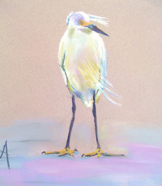 beach bird