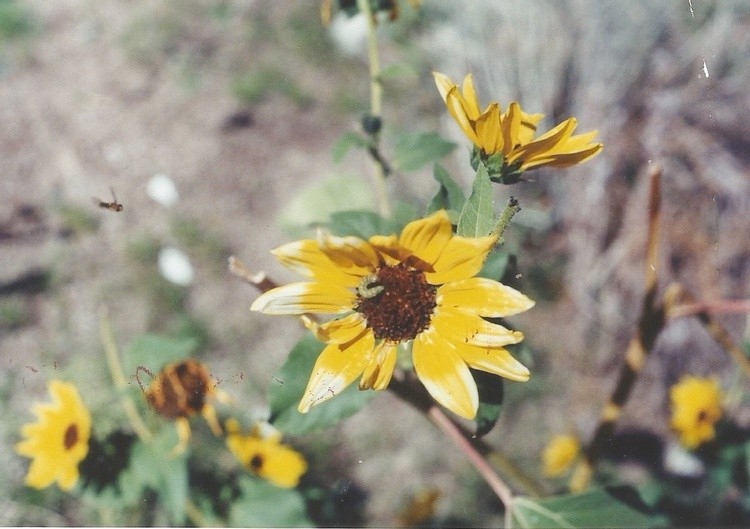 sunflower