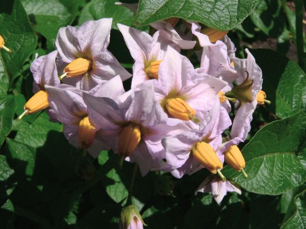 Intriguing Blossoms