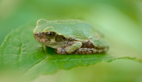Froggy