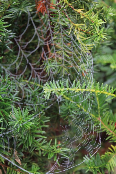 Brocken Spider Web