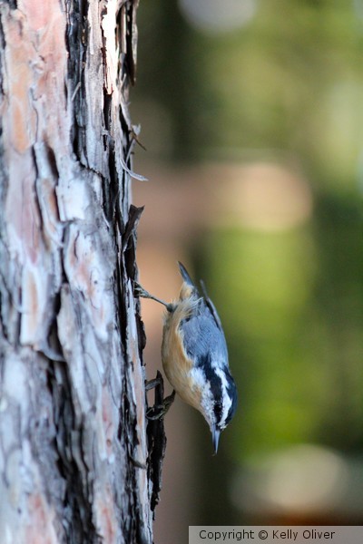 Peck! Peck!