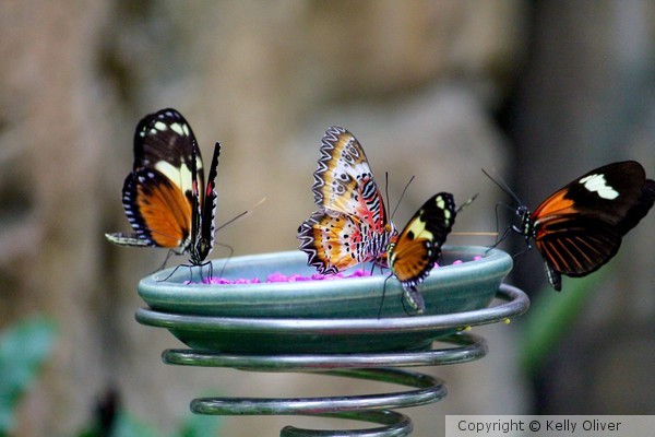 Group Feeding