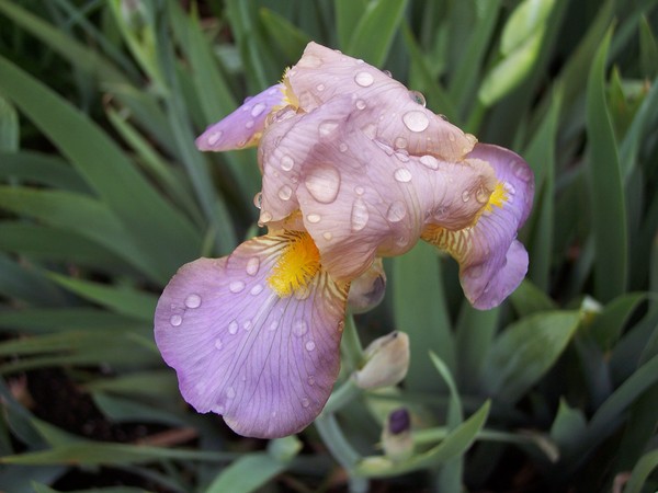 First Iris of the season