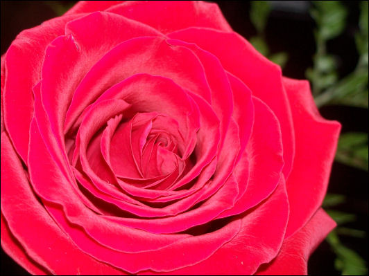 Rose of Love