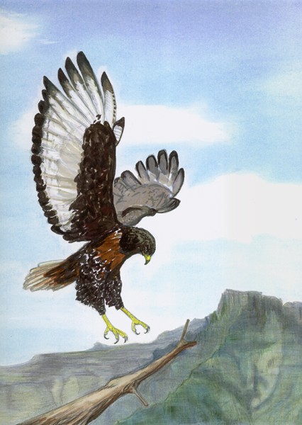 Jackal Buzzard
