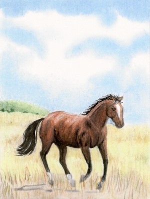 Wild And Free ACEO