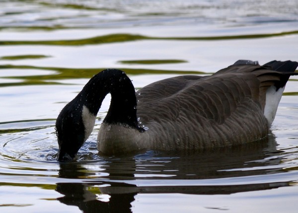 Goose