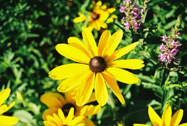 black eyed susan