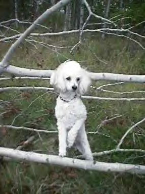 Poodle on a Stick
