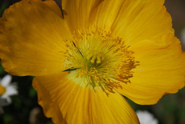 Yellow Flower Entense Macro 37