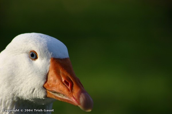 Faces of Nature pt 1