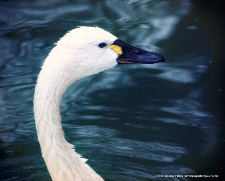 Tundra Swan P3986