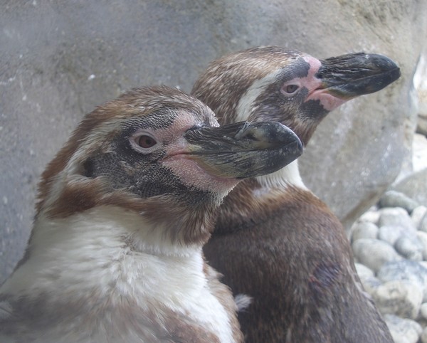 pick up a penguin