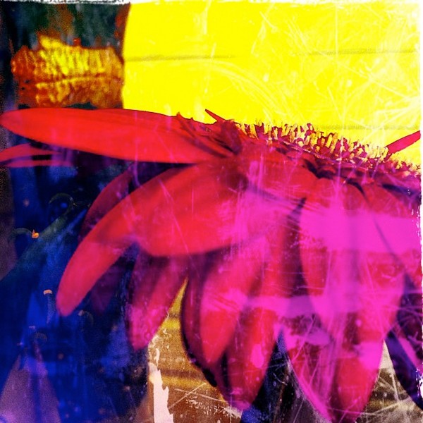 Abstract Gerber Daisy