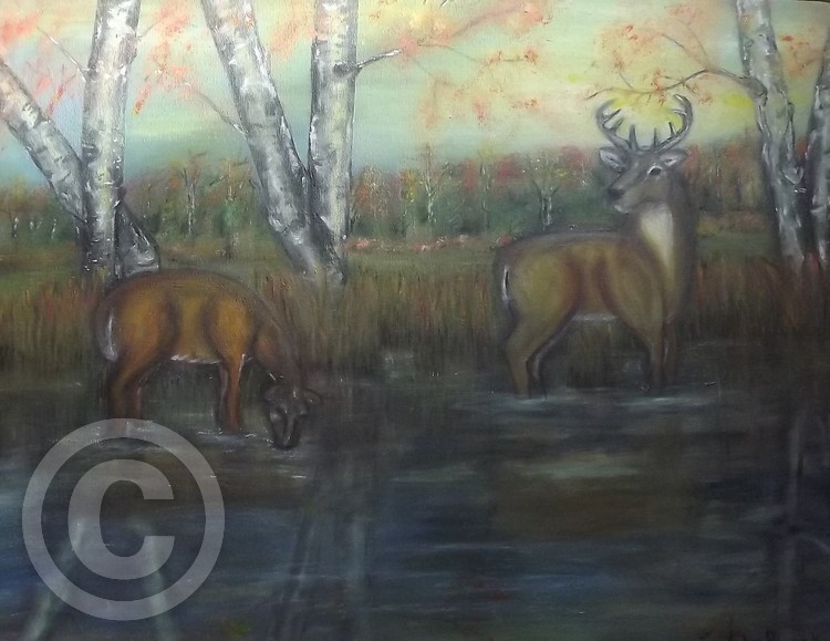Deer in Stream