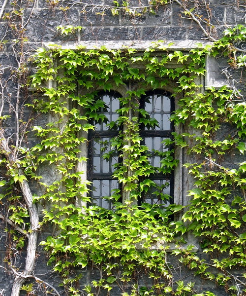 University Window